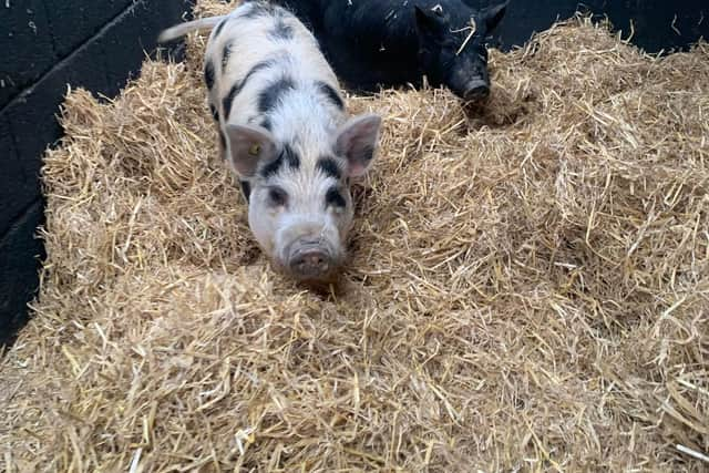 The pair in their new accommodation