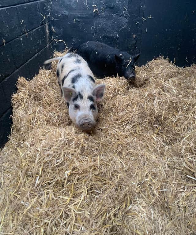 The pair in their new accommodation