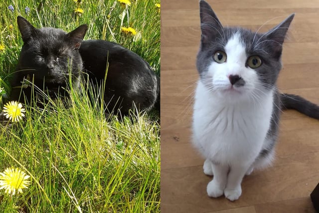 Nox and Narla have recently welcomed some new arrivals ... see the next picture for their adorable kittens!