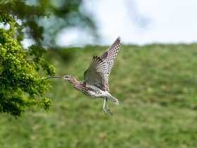 Nidderdale Area of Outstanding Natural Beauty and the Yorkshire Agricultural Society have joined forces to celebrate Northern farmers making a significant contribution to Curlew conservation