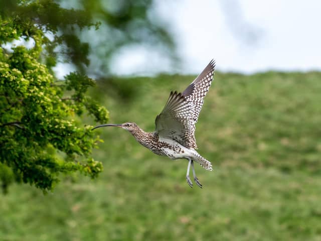 Nidderdale Area of Outstanding Natural Beauty and the Yorkshire Agricultural Society have joined forces to celebrate Northern farmers making a significant contribution to Curlew conservation