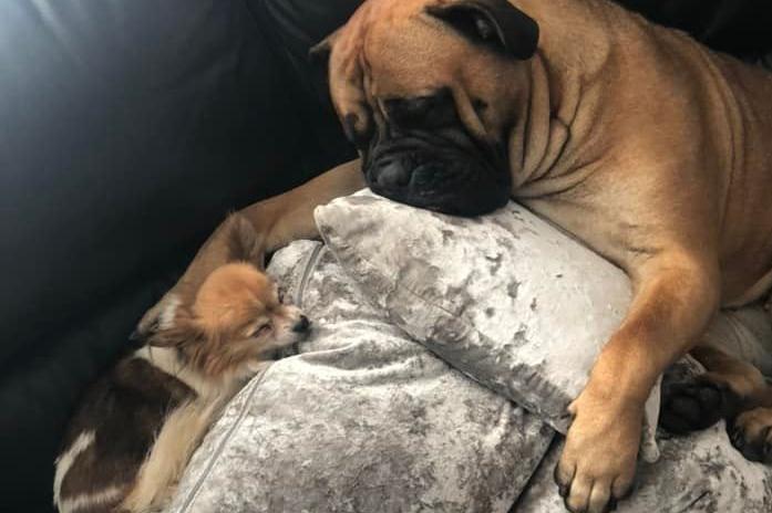Best pals Stella and Coco snuggle up and catch 40 winks.