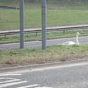 The swan was spotted in the central reservation of the A19