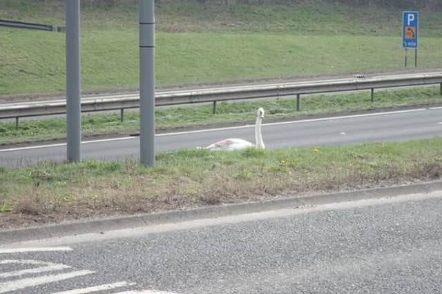 The swan was spotted in the central reservation of the A19