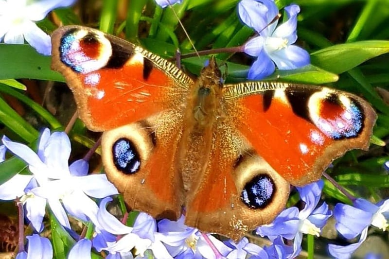 A colourful butterfly, captured on camera in Kath Elliott's garden.