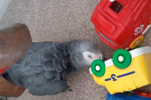 Mac plays with some of his toys. Picture: Allison St Clair.