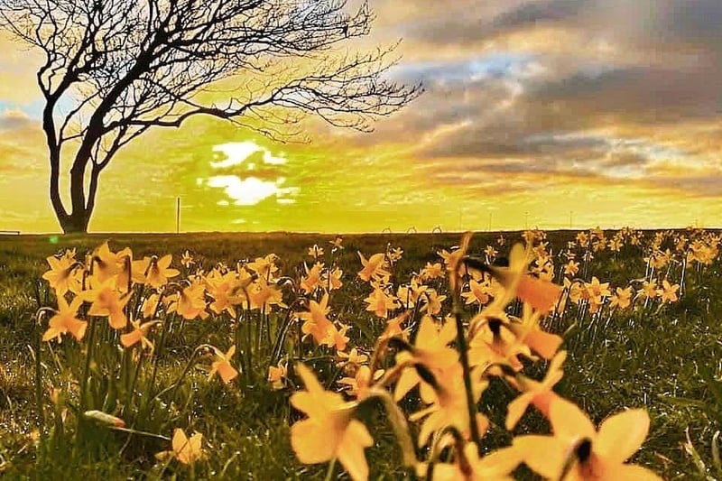 A bright sunrise taken near Bents Park in South Shields. Look at those daffodils!