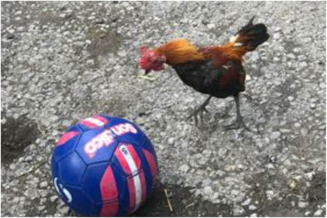 The 'Bend It Like Beckham' bird can be seen showing off an array of tricks with the ball at Tileshed Farm in East Boldon.