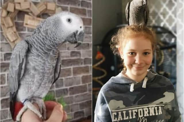 Ten-year-old Macie is desperately hoping to be reunited with her pet Parrot