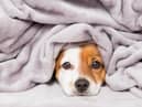 Keeping pets warm this winter is essential (photo: Adobe)