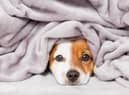 Keeping pets warm this winter is essential (photo: Adobe)