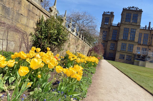 Blossom is blooming across Derbyshire and the National Trust is inviting people to emulate Japan’s Hanami – the ancient tradition of viewing and celebrating blossom - with its #BlossomWatch campaign. Hardwick Hall in spring bloom. 