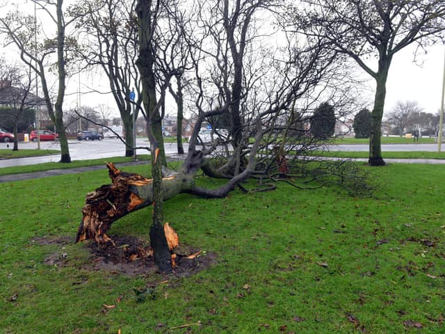A picture showing storm aftermath in South Tyneside.