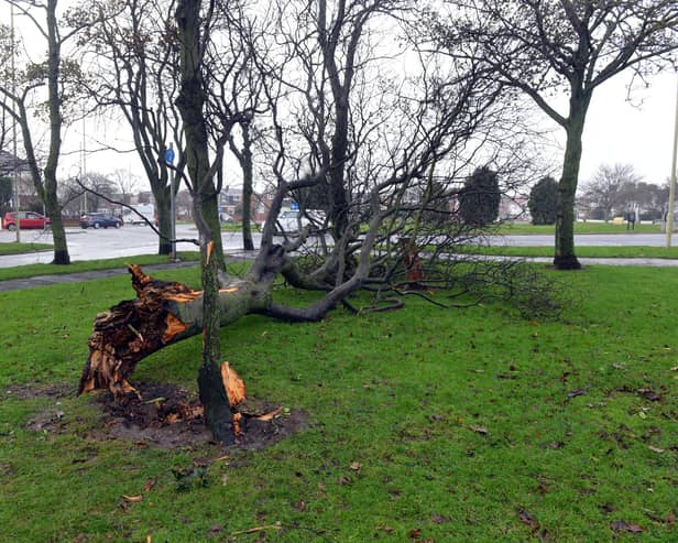 A picture showing storm aftermath in South Tyneside.