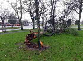 A picture showing storm aftermath in South Tyneside.