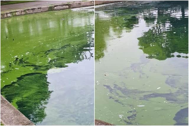 Visitors to the popular South Shields park were left shocked by the state of the lake which has turned bright green.