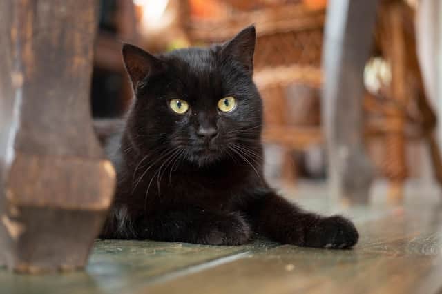 Young black bombay cat with yellow eyes (photo: Adobe)