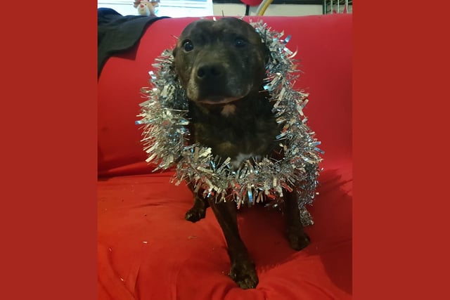 Samson is bringing the sparkle to his family's festivities. Looking good, Samson!