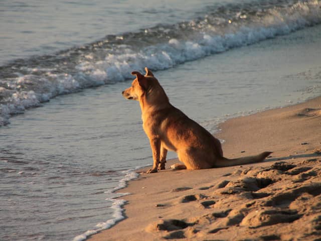 Dog owners have been urged to not let their pets eat seaweed, sand, sea water or sea froth that washes up after a number of animals fell ill.