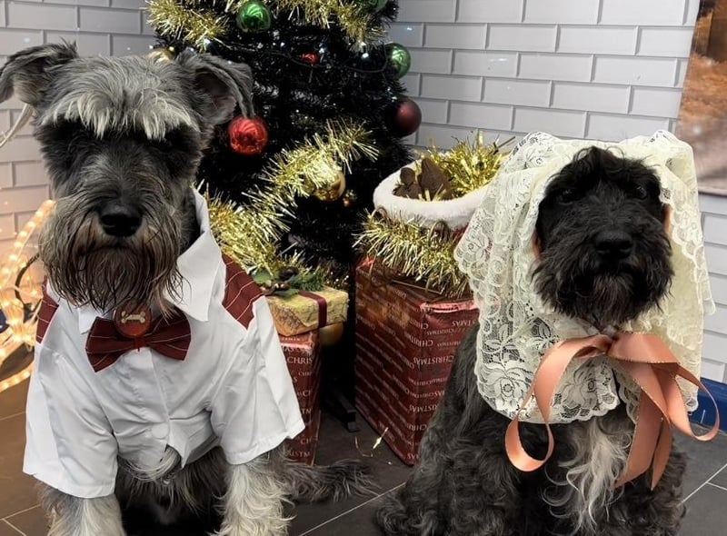 Pets2Impress stages 'Scrooge', featuring some 20 hounds in the Dickens classic.:Pets2Impress stages 'Scrooge'