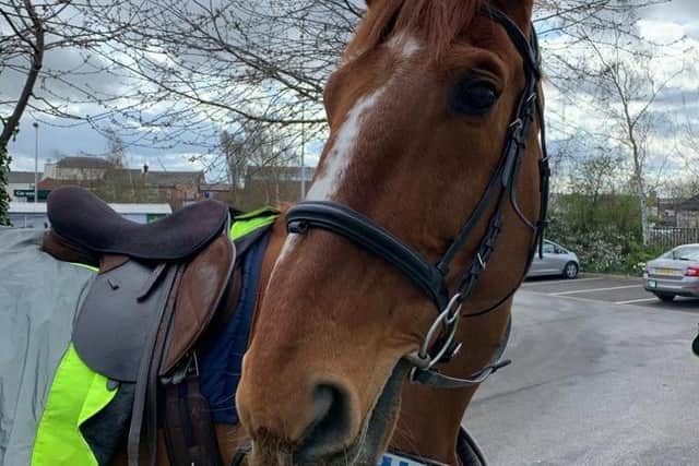 Northumbria Police's newest horse Prince is named in honour of the late Duke of Edinburgh.