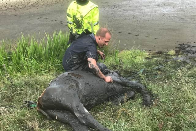 The calf suffered no long-term injuries.