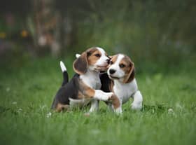 Simple measures can help to protect your garden from pet damage (photo: Adobe)
