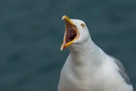 A herring gull.