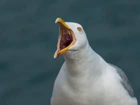 A herring gull.