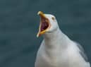 A herring gull.