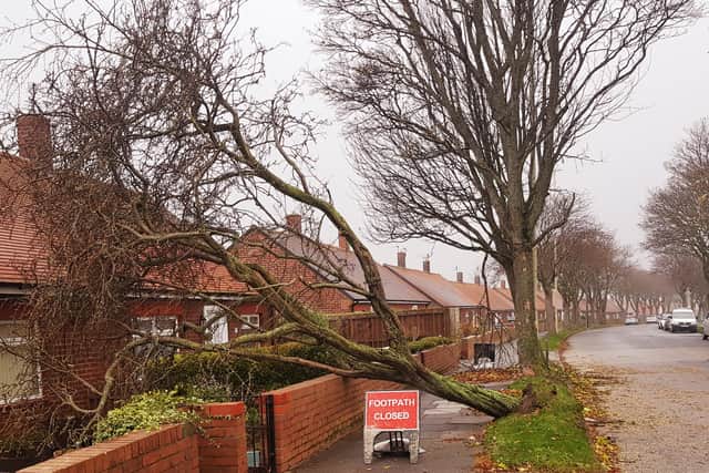 A fallen tree in Marsden Lane, South Shields. Picture: Electrolaze Electricians.