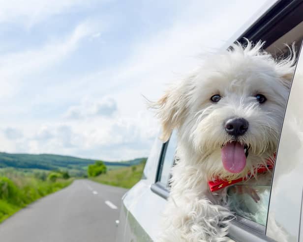 A cheerful puppy representing how easy it is to work with Northumbria Cars.