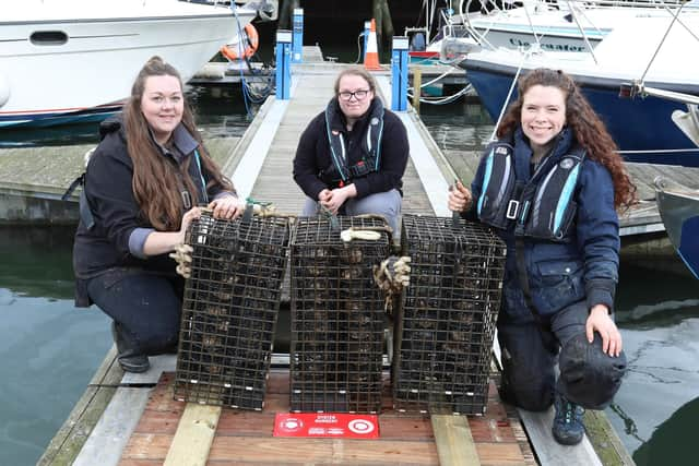 Members of the Stronger Shores team add oysters to one of the Wild Oyster project's North east farms