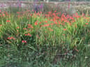 Montbretia