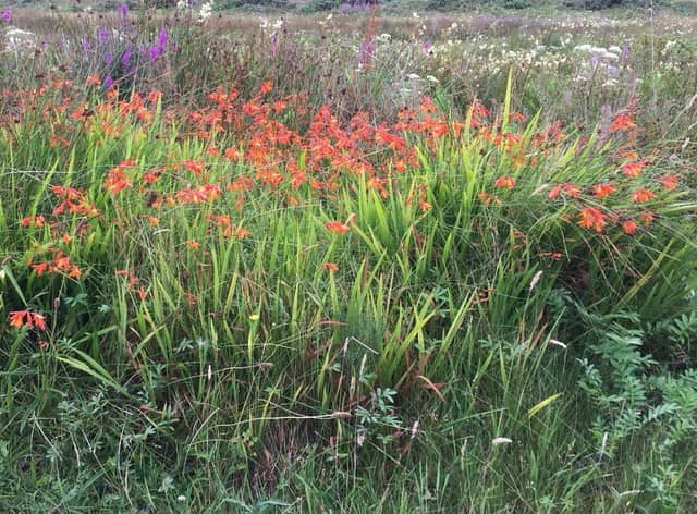 Montbretia