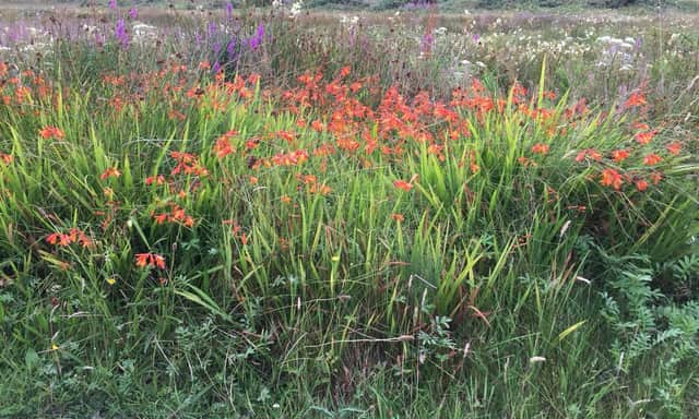 Montbretia