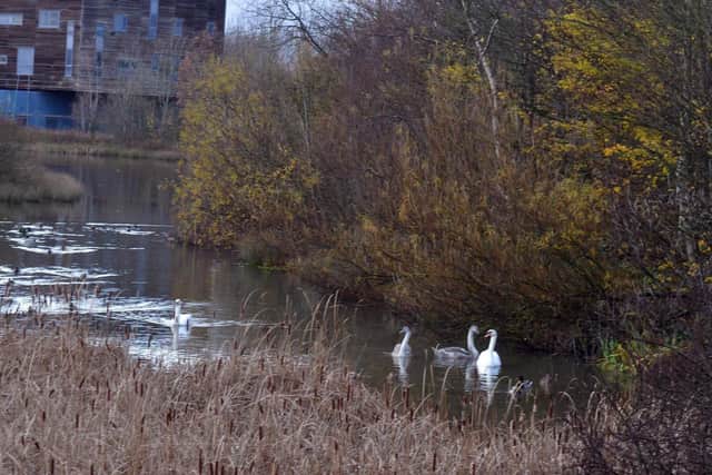 More than 300 copies of the Boldon Pond swans calendar were sold.