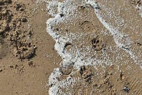 Nurdles from the Tyne spillage have been spotted on beaches across County Durham.