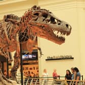 He's above you! One of the few T-Rex dinosaur bone collections to be found in the world.