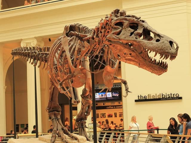 He's above you! One of the few T-Rex dinosaur bone collections to be found in the world.