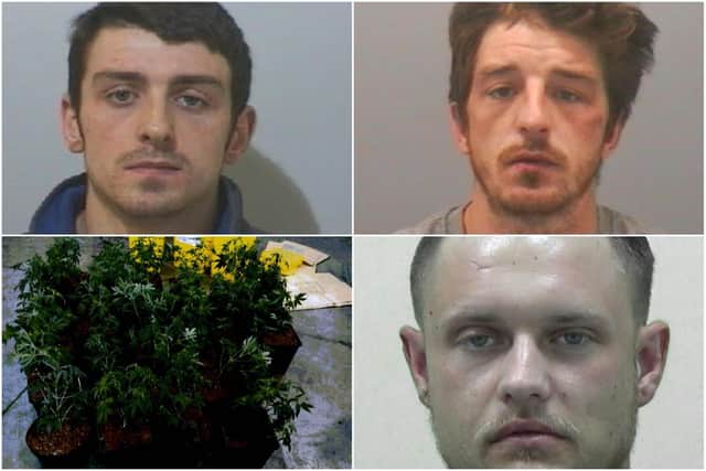 Darren Appleby, top left, Michael Fleming, top left, and bottom right, Dylan Hepple, with some of the cannabis plants found by Northumbria Police during its raids.