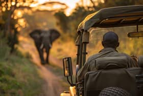Elephant at a safari 