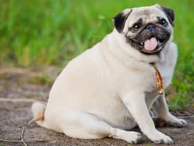 One third of Britain’s pooches are overweight according to survey