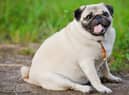 One third of Britain’s pooches are overweight according to survey
