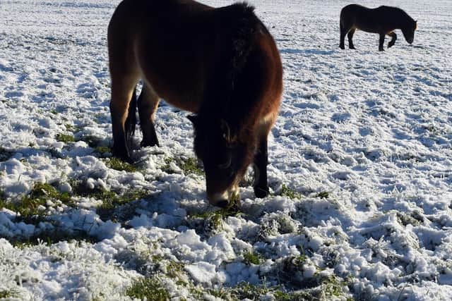 The Exmoor ponies have returned to Cleadon Hills for winter 2023.