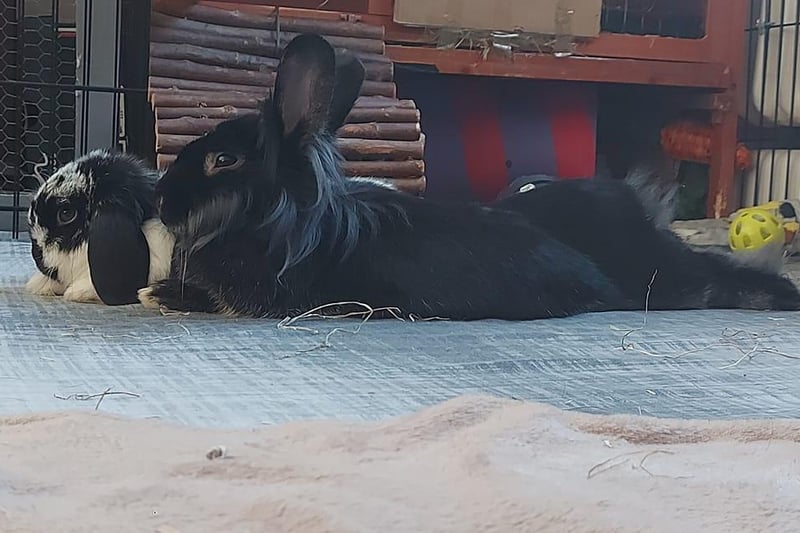 Kel shares a lovely picture of two relaxing bunnies.