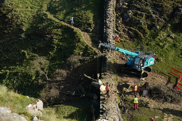 Work begins in the removal of the felled Sycamore Gap tree, on Hadrian's Wall in Northumberland