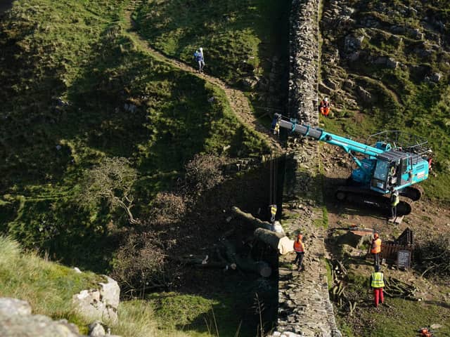 Work begins in the removal of the felled Sycamore Gap tree, on Hadrian's Wall in Northumberland