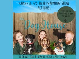 Are you looking for a rescue dog? This could be the show for you! Picture: Five Mile Films.