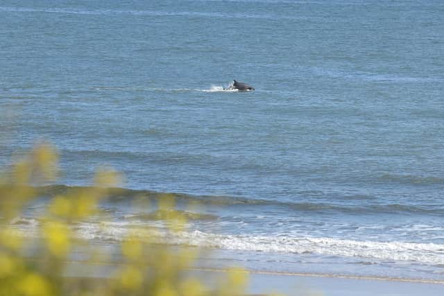 Hello! A dolphin pops up above water at Sandhaven.